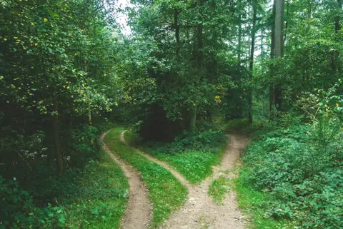 A dirt path splitting in two through a green forest